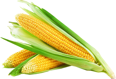 Jagung